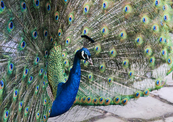 Majestic peacock display - 20331278