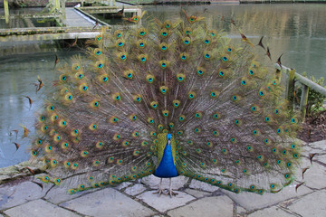 Beautiful peacock display