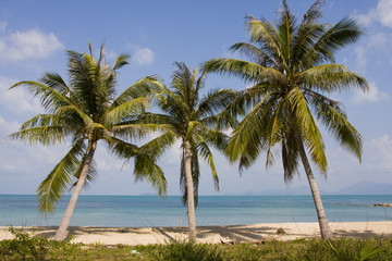 Fototapeta na wymiar Tropical beach with a beautiful palm tree