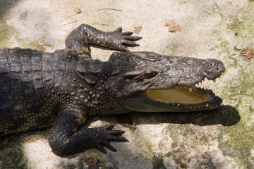 Crocodile