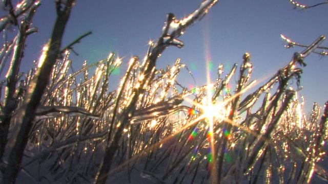 HD Sunbeams on frozen plant in winter morning