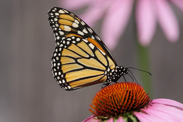 Monarch Butterfly (danaus plexippus)