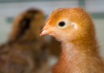 Little yellow and orange fuzzy chick portraits
