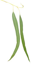 eucalyptus branch isolated on white background
