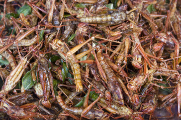 A pile of deep fried grasshoppers - a snack often used in Asia