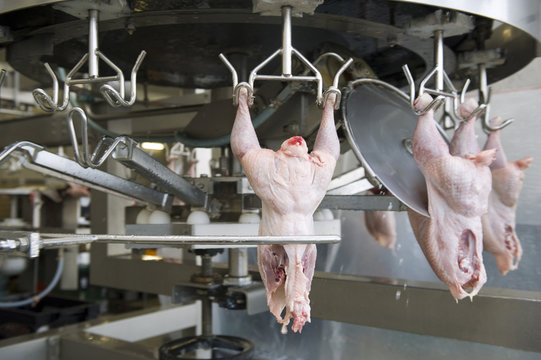 Production of white meat