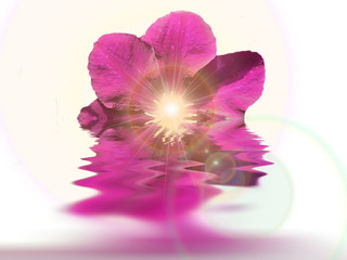 fleur et reflets