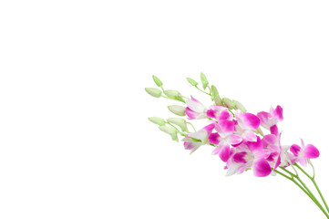 Beautiful Orchid isolated on white background