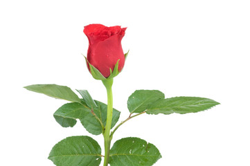 Rose isolated on white background