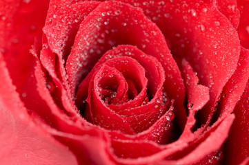 Macro photo of red rose with water drops