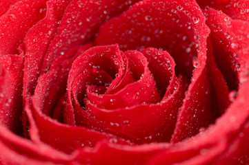 Macro photo of red rose with water drops