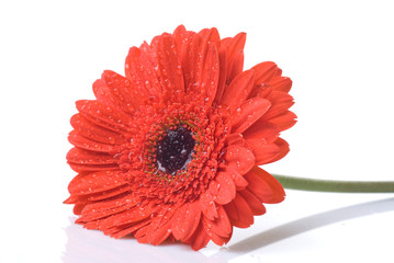 Red daisy-gerbera with water drops isolated on white