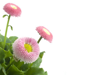 Pink daisies, perfect spring flowers