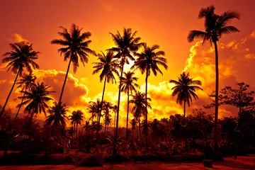 Wall murals Beach sunset Coconut palms on sand beach in tropic on sunset