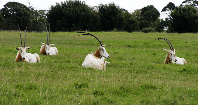 Scimitar Horned Oryx Resting