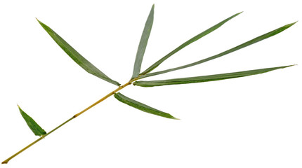 feuilles sèches bambou fond blanc