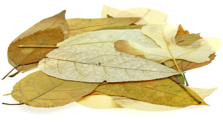 feuilles d'automne fond blanc