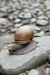 Snail on the stone
