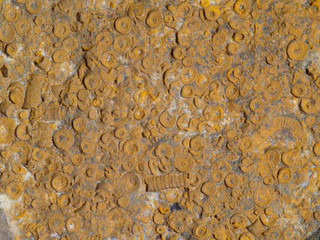 fossils background