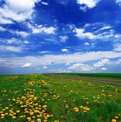 Fototapeta premium spring green field