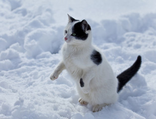 Beautiful cat playing in the snow