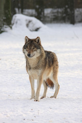 canis lupus wolf