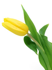 Yellow tulip