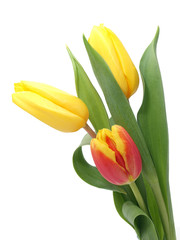 Obraz premium Spring Tulips