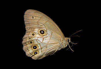 Butterfly (Lethe epimenides) 2