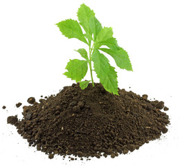 jeune vanillier de Cayenne, duranta repens, fond blanc