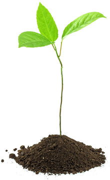 plant "fruit de la passion" fond blanc