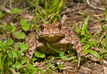 Toad (Bufo gargarizans) 19