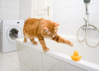 Kurilian bobtail on bath