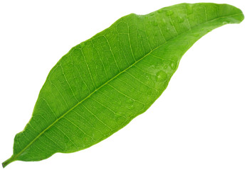 feuille quatre-épices, Pimenta dioica;  fond blanc