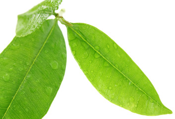 Ravensare, Ravensara aromatica, fond blanc