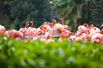 Türaufkleber Flamingo Flamingos in Pflanzen in Florida, USA