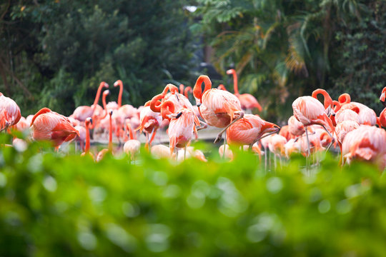 Flamingos In Plants In Florida, USA