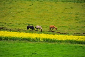 Three horses in greenery