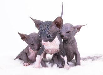 sphinx kittens