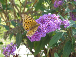 papillon sur budleia