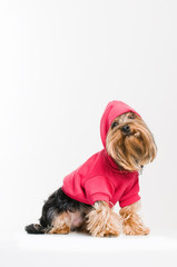 Cute Yorkshire terrier in pink pullover
