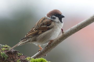 Feldsperling