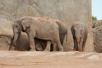 Fototapeta premium African Elephant Herd