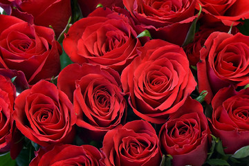 Obraz na płótnie Canvas red roses