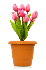 Pot with tuplis isolated on white