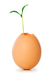 New life concept with seedling and egg on white