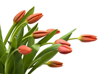 Naklejka premium red tulips