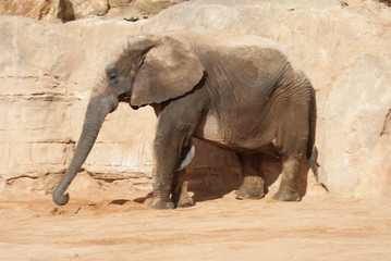 Naklejka premium African Elephant