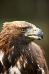Portrait of a young Golden Eagle