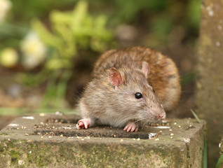 Close up of a wild Brown Rat